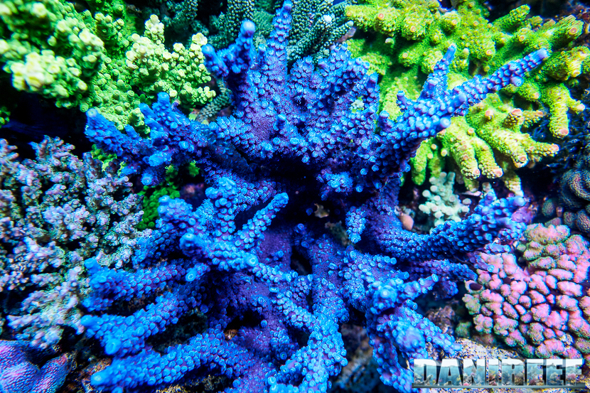 L'Acquario di Massimiliano Ghelfi - Acropora loisetteae