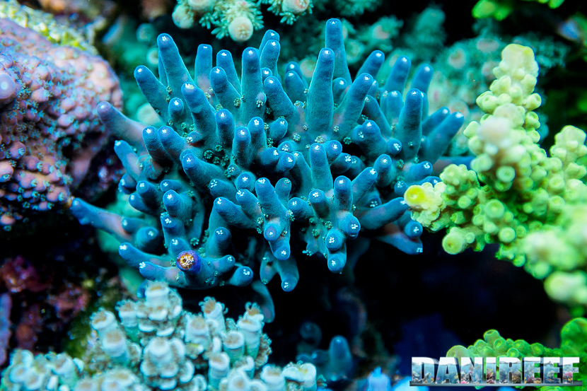 L'Acquario di Massimiliano Ghelfi - Acropora lokani