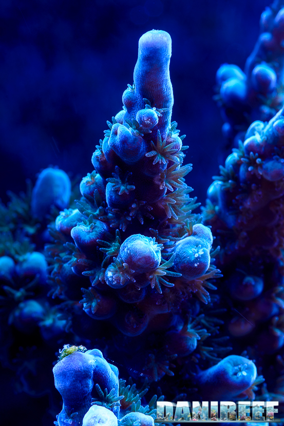 2015_01_DaniReef_Acquario_Massimiliano_Ghelfi_acropora, coralli, macro, sps_20