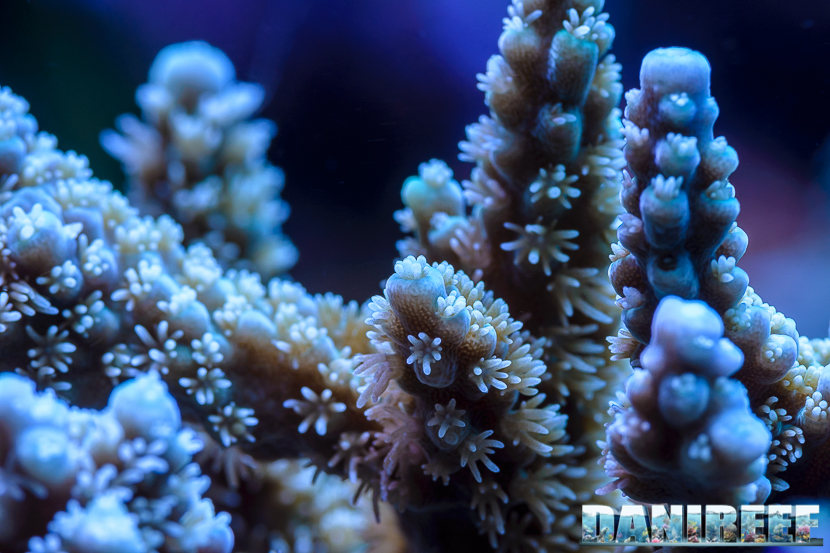 2015_01_DaniReef_Acquario_Massimiliano_Ghelfi_acropora, coralli, macro, sps_21