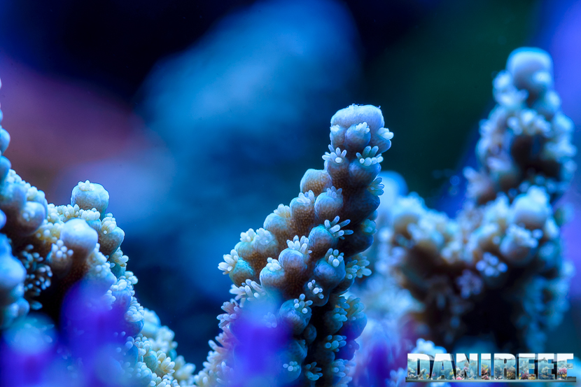 2015_01_DaniReef_Acquario_Massimiliano_Ghelfi_acropora, coralli, macro, sps_22