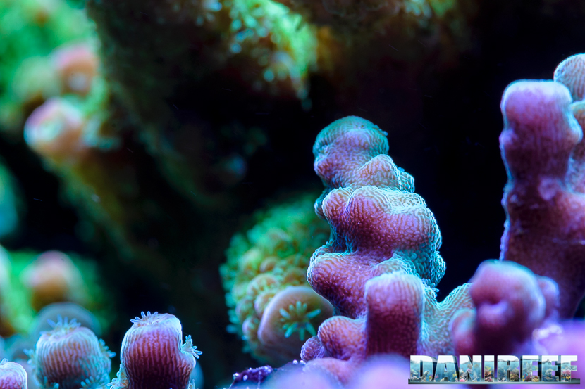 2015_01_DaniReef_Acquario_Massimiliano_Ghelfi_acropora, coralli, macro, sps_32