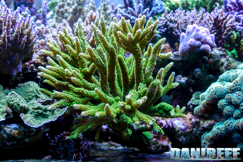 Acropora nobilis