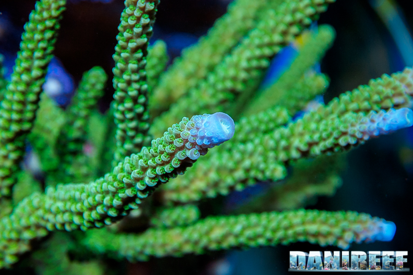L'Acquario di Massimiliano Ghelfi - Acropora nobilis
