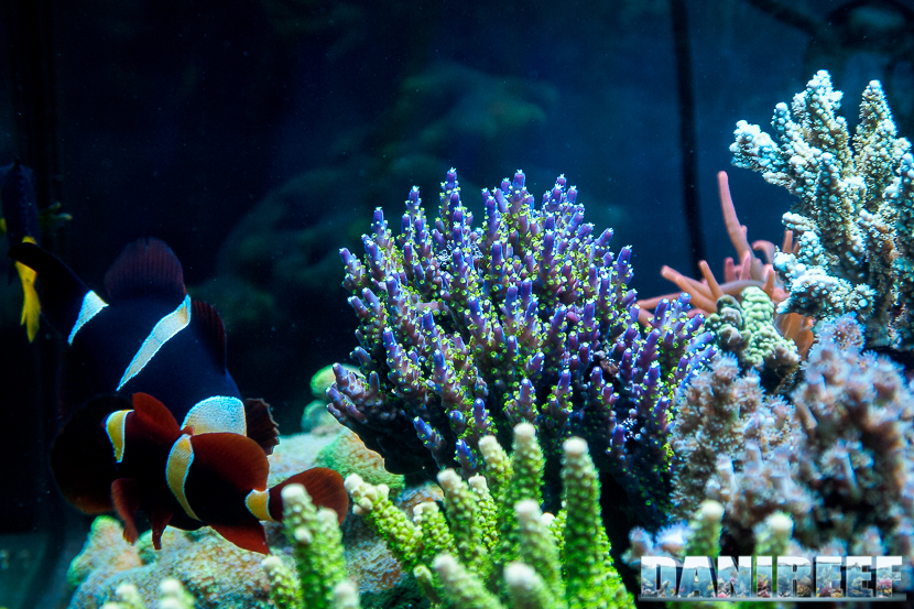 L'Acquario di Massimiliano Ghelfi - Acropora valida
