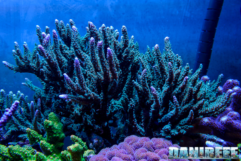 2015_01_DaniReef_Acquario_Massimiliano_Ghelfi_acropora, coralli, sps_17