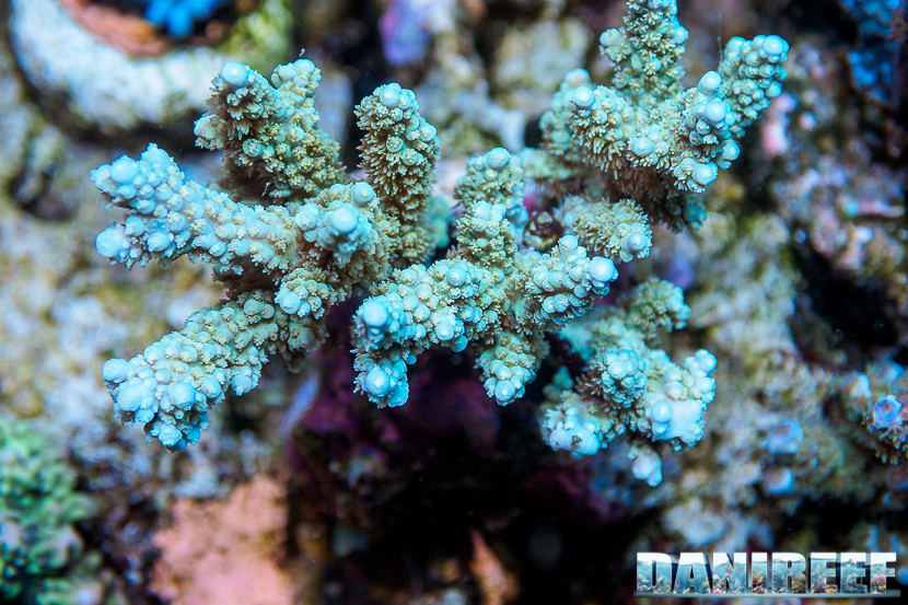 L'Acquario di Massimiliano Ghelfi - Acropora sp.