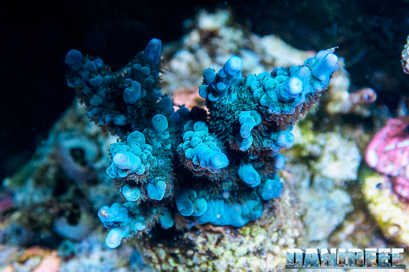 L'Acquario di Massimiliano Ghelfi - Acropora sp.