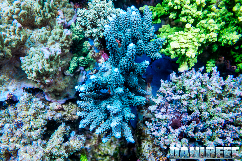 L'Acquario di Massimiliano Ghelfi - Acropora sp.