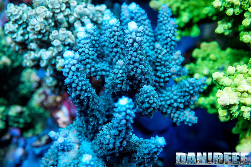 L'Acquario di Massimiliano Ghelfi - Acropora sp.