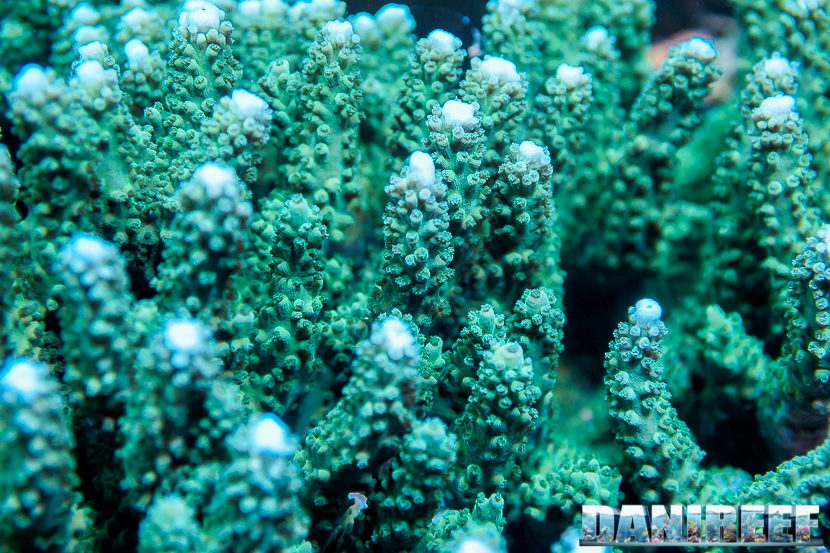 L'Acquario di Massimiliano Ghelfi - Acropora sp.