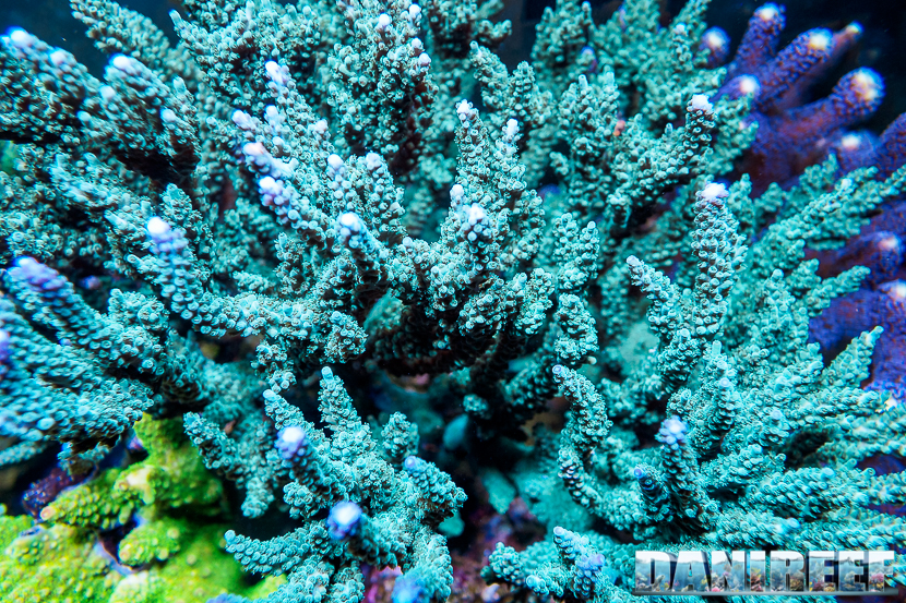 L'Acquario di Massimiliano Ghelfi - Acropora sp.