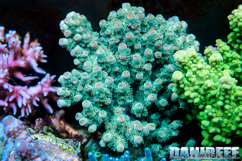 L'Acquario di Massimiliano Ghelfi - Acropora sp.