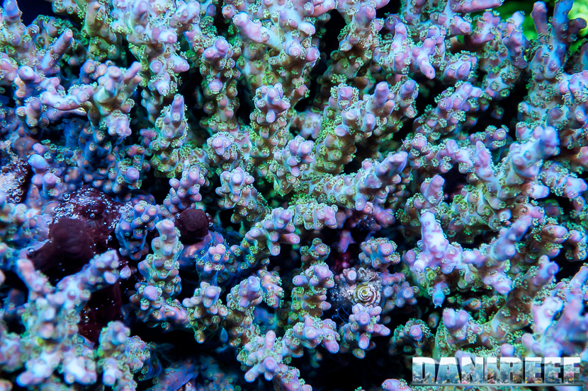 L'Acquario di Massimiliano Ghelfi - Acropora sp.