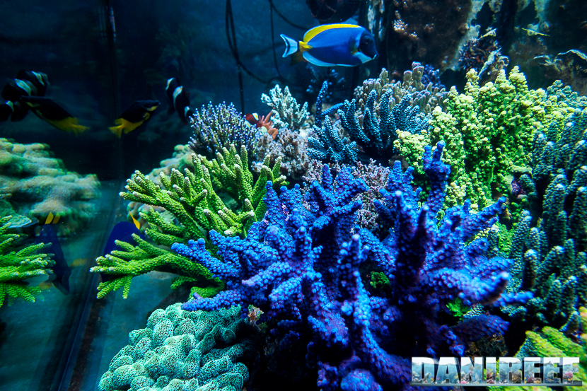 L'Acquario di Massimiliano Ghelfi - vista interna dell'acquario