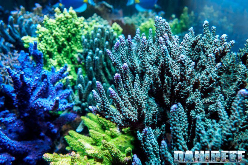 L'Acquario di Massimiliano Ghelfi - vista interna dell'acquario