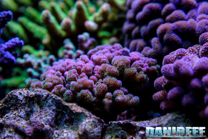 2015_01_DaniReef_Acquario_Massimiliano_Ghelfi_coralli, damicornis, pocillopora, sps_14