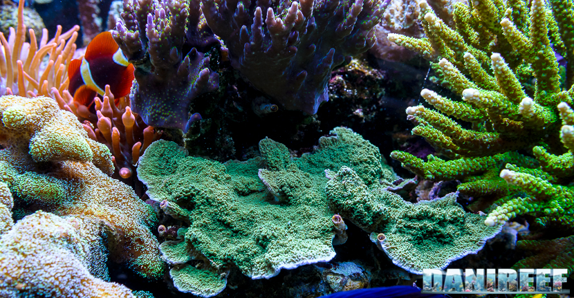 2015_01_DaniReef_Acquario_Massimiliano_Ghelfi_coralli, foliosa, montipora, sps_19