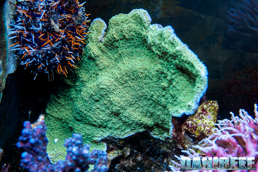 L'Acquario di Massimiliano Ghelfi - Montipora foliosa