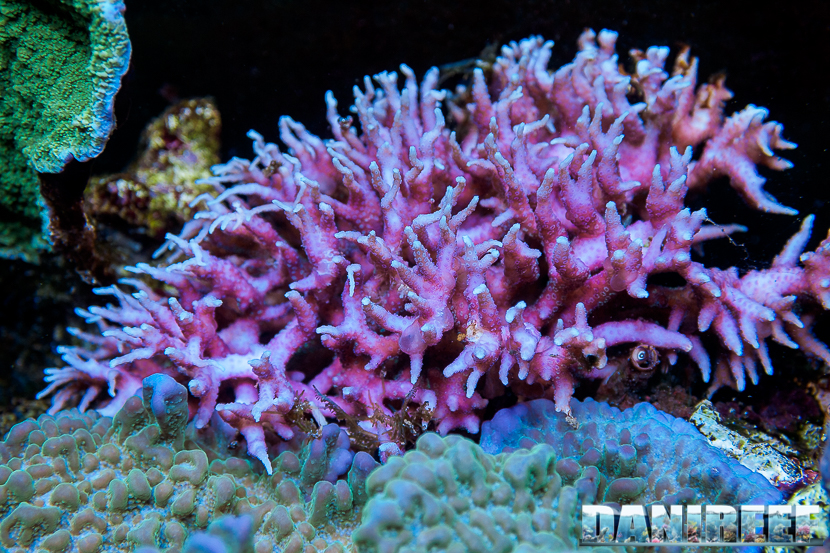 L'Acquario di Massimiliano Ghelfi - Seriatopora histrix