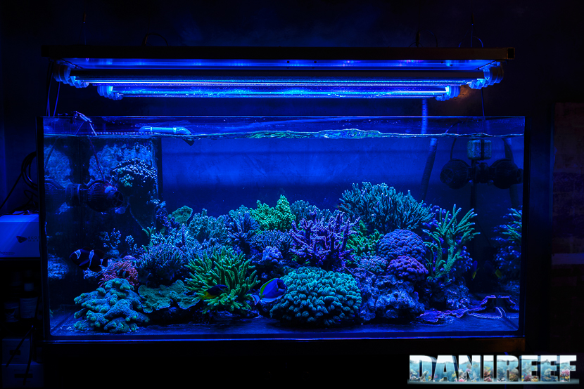 L'Acquario di Massimiliano Ghelfi visione a luce blu