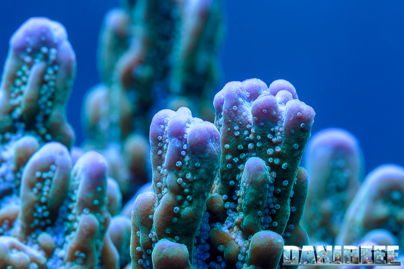 2015_01_DaniReef_Acquario_Massimiliano_Ghelfi_coralli, macro, montipora, sps, undata_25