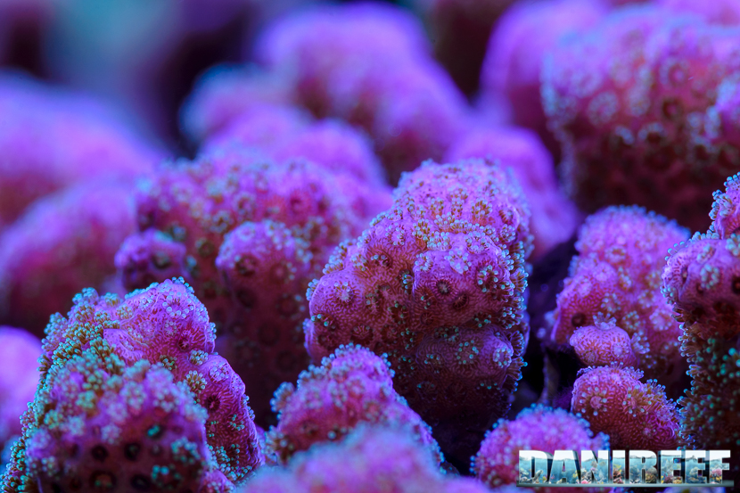 2015_01_DaniReef_Acquario_Massimiliano_Ghelfi_coralli, macro, pocillopora, sps, verrucosa_34