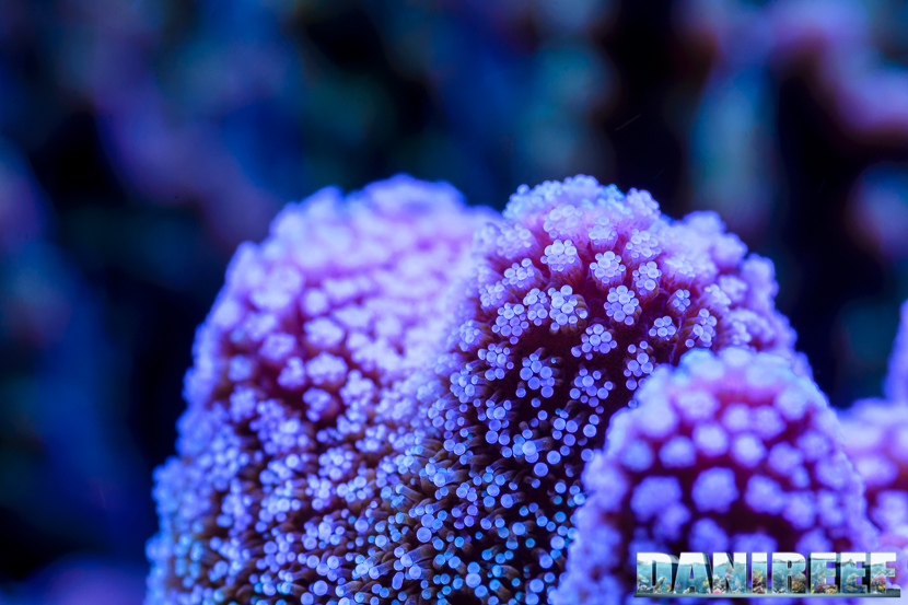 2015_01_DaniReef_Acquario_Massimiliano_Ghelfi_coralli, macro, sps_26