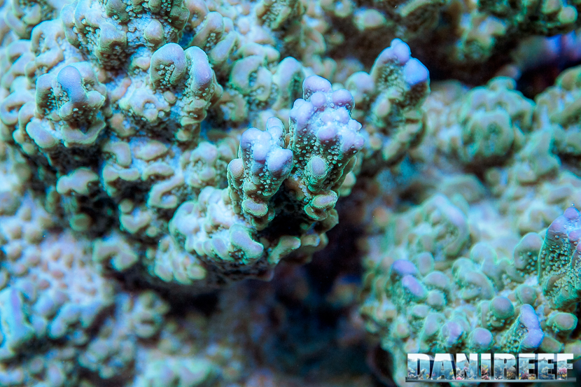 L'Acquario di Massimiliano Ghelfi - Montipora undata