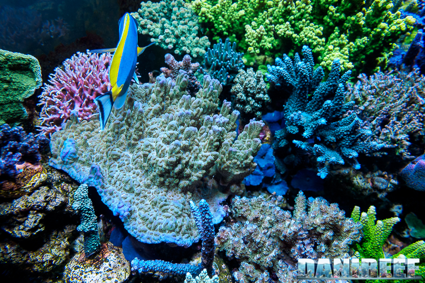 L'Acquario di Massimiliano Ghelfi - Montipora undata