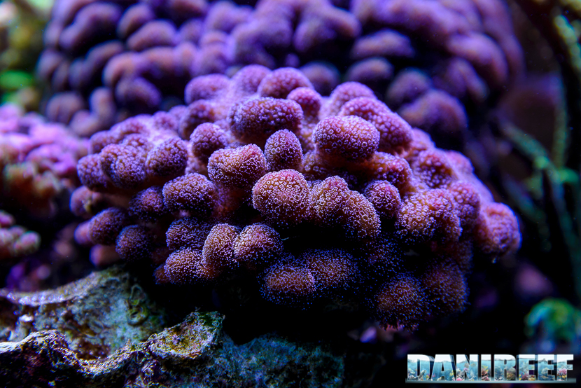 Stylopora (corallo SPS)