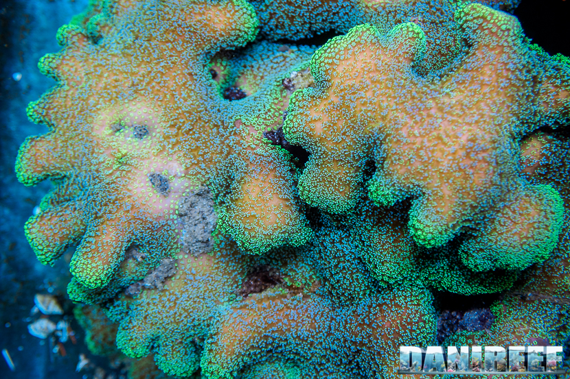 L'Acquario di Massimiliano Ghelfi - Stylopora pistillata