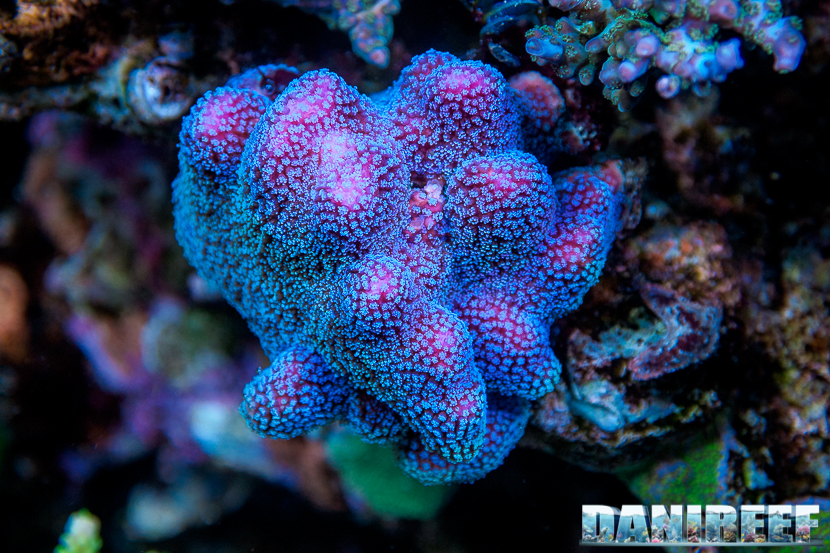 L'Acquario di Massimiliano Ghelfi - Stylopora pistillata