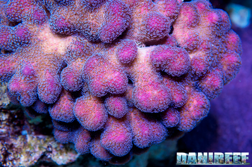 L'Acquario di Massimiliano Ghelfi - Stylopora pistillata