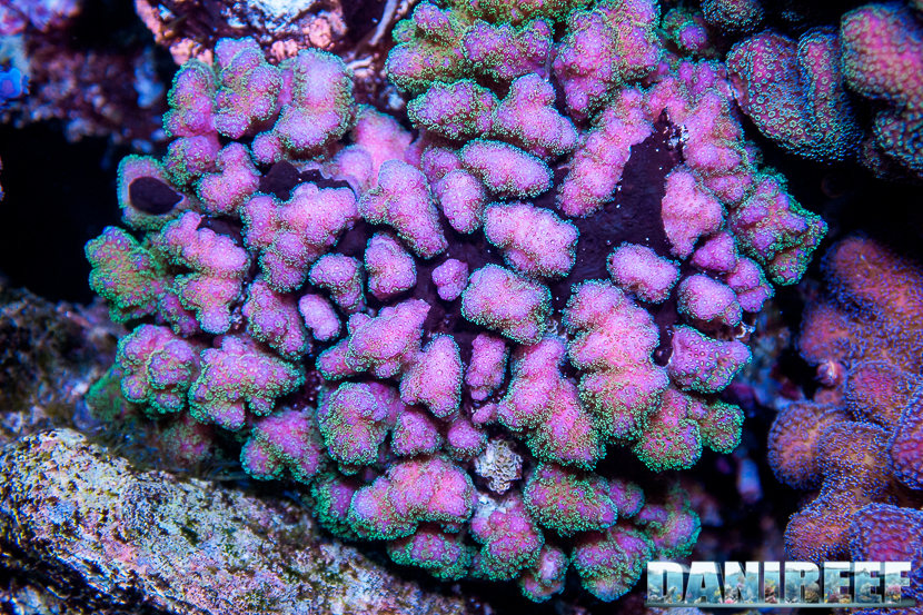 L'Acquario di Massimiliano Ghelfi - Pocillopora verrucosa