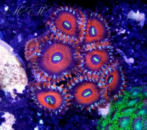 Maria Masala con i suoi Zoanthus True Red PE