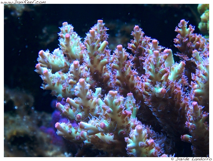 Triton Lab e Triton-Method – Parte 7 – Arrivati i nuovi risultati