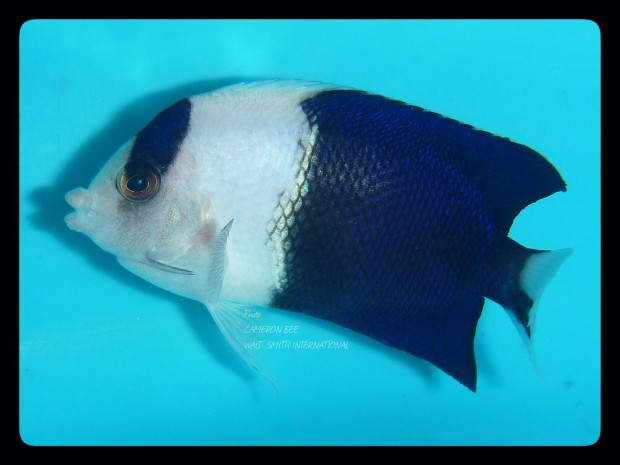 Centropyge bicolor Panda - bianco e nero