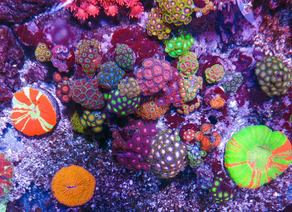 zoanthus mix contest fotografico zoanthusmania danireef equo olivier manuel
