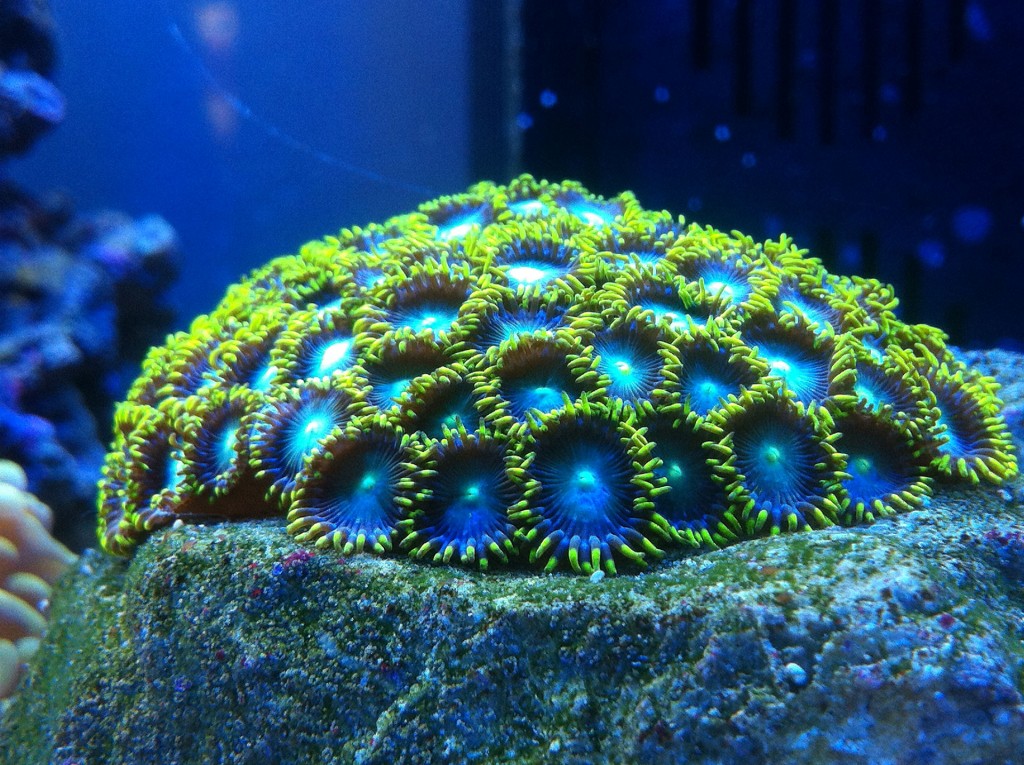 zoanthus radioactive dragon eye contest fotografico zoanthusmania danireef equo niccolini angelo