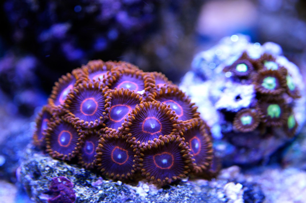 zoanthus-red-hornet-contest-fotografico-zoanthusmania-danireef-equo-henry-rafael