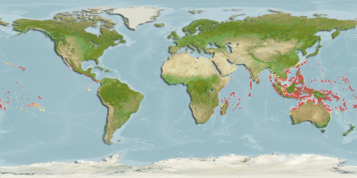 Distribuzione Ecsenius Bicolor