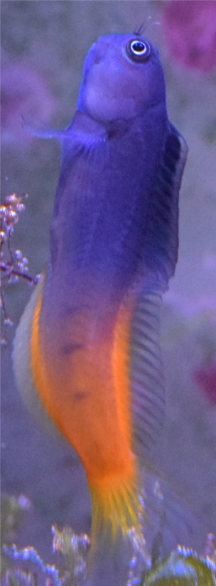 Ecsenius Bicolor Nuoto Ecsenius Bicolor Nuoto