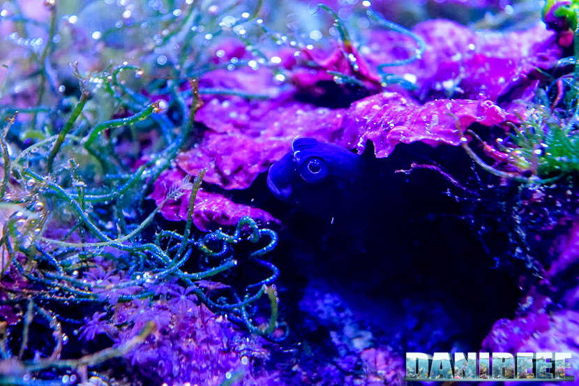 Ecsenius Bicolor nascosto in un anfratto