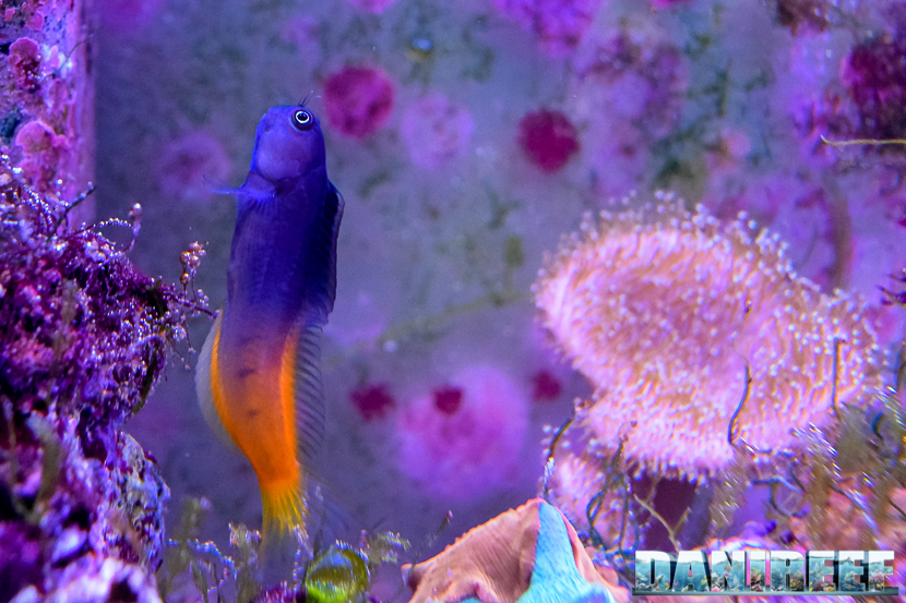 Ecsenius bicolor
