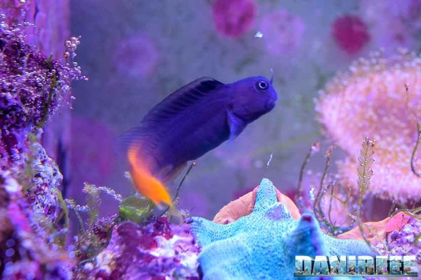 Il mio Ecsenius bicolor dopo qualche mese in acquario Il mio Ecsenius bicolor dopo qualche mese in acquario.