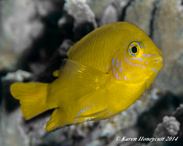 Pomacentrus moluccensis damigella gialla