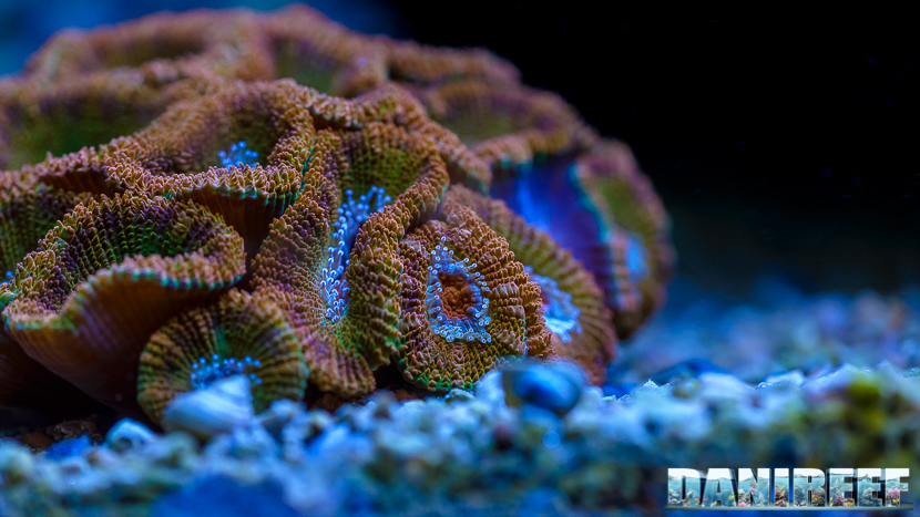 2015_12 Acanthastrea Acquario Marino Giuseppe Baldi 01 2015_12 Acanthastrea Acquario Marino Giuseppe Baldi 01