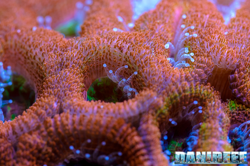 2015_12 Acanthastrea Acquario Marino Giuseppe Baldi 03 2015_12 Acanthastrea Acquario Marino Giuseppe Baldi 03