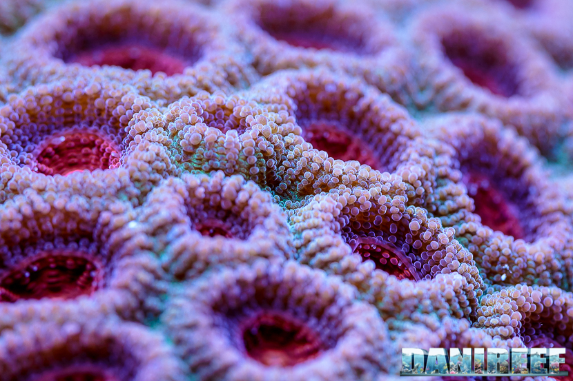 2015_12 Acanthastrea Acquario Marino Giuseppe Baldi 05 2015_12 Acanthastrea Acquario Marino Giuseppe Baldi 05
